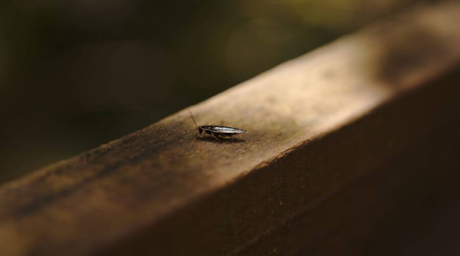 Why choose MPPP Falls Church for monthly pest prevention plans in Falls Church